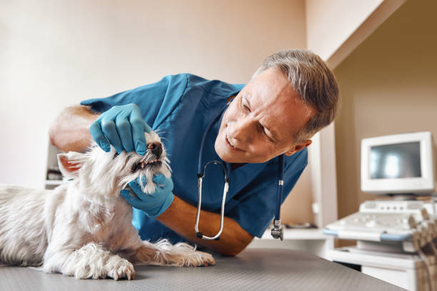 Best Holiday Emergency Dentist in Buffalo, WY